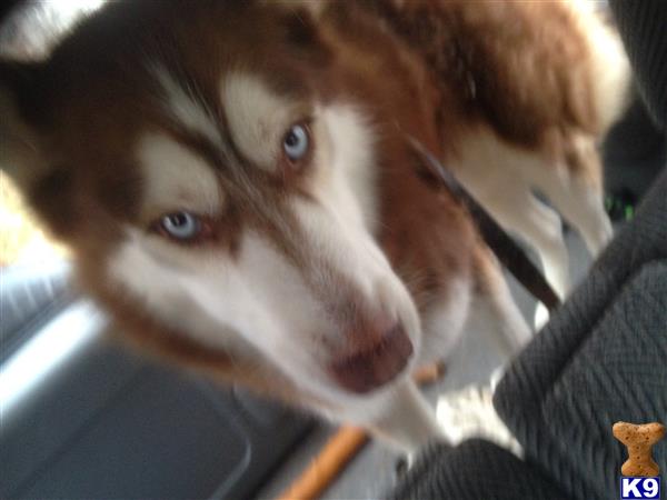 HuskyLifeStyle Picture 1